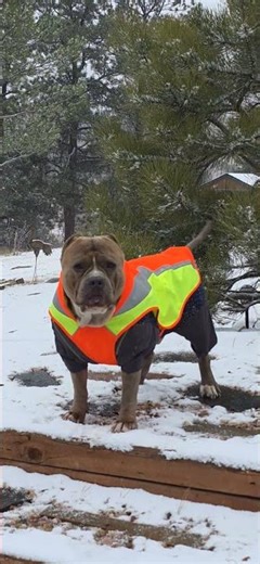 Angry Kermit visits Whinnie - He is mad