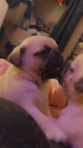 5.6K views · 256 reactions | This is lovely  﫠凉……..WOOF 﫣笠 Pug puppies for adoption #pugloversv #PetLoversParadise #pugs #puglife #pug #petlovers #cutedogs #puglovers | Pug puppies for adoption | Facebook
