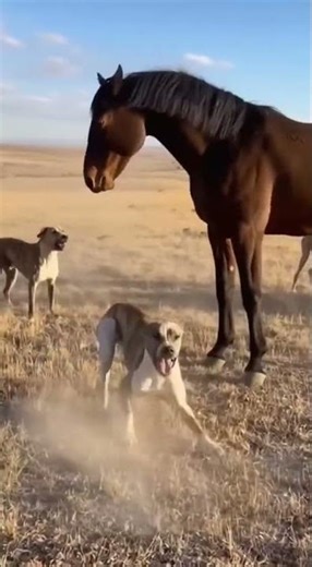 Dramatic Moment: A Horse Sends a Hound Flying with a Single Kick