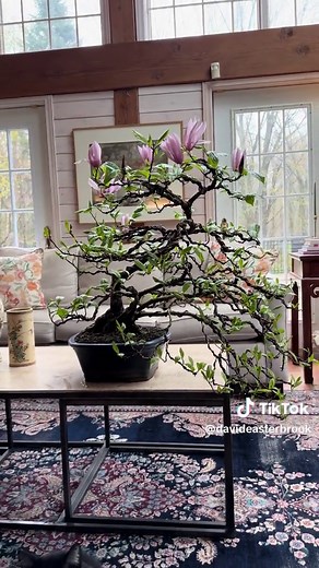 Magnolia Bonsai: Timeless Beauty in Bloom