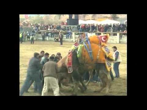 Raw: Thousands Gather to Watch Camels Fight