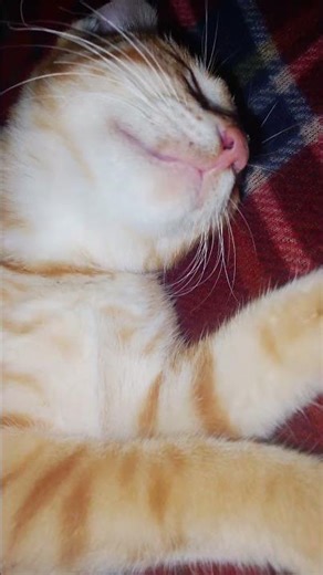 meow meow #cutecat #catowners #pets #viral #1000subscriber #1mviewers #catmeow