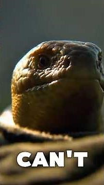 Legless Lizard vs Snake. #LeglessLizard #WildlifeFacts #AnimalDocumentary #NatureShorts