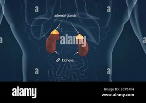 3D animation of adrenal gland anatomy, showing cortex, medulla, and hormone-producing zones clearly Stock Video Footage - Alamy