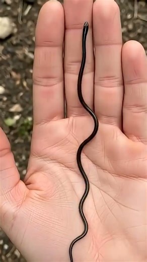 shocking animal growth #animaltransformation#animals #animalkingdom