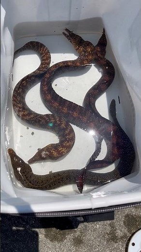 三種の美味しいウツボ