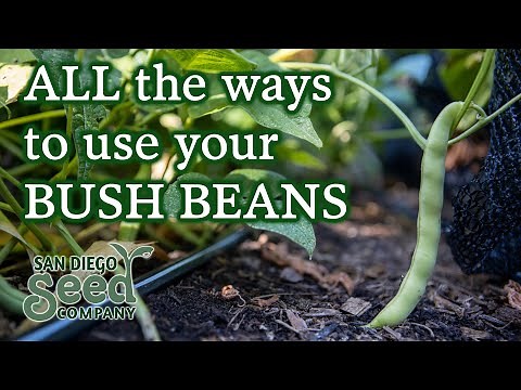 Landreth Stringless Green Beans | How to Grow & Use These Productive Plants