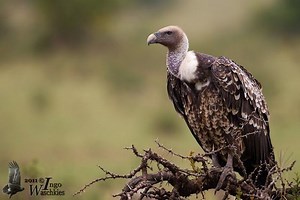 Rüppell's vulture - Alchetron, The Free Social Encyclopedia