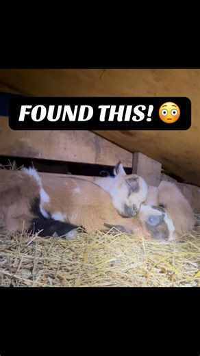 I Found This Under the Milk Stand 😳