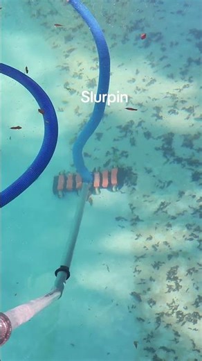Pool vac slurping #poolservices #poolcleaning #poolguy