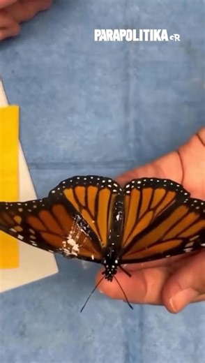 parapolitika.gr on Instagram: "Μια πεταλούδα στη Νέα Υόρκη κατάφερε να ξαναπετάξει μετά από μια επέμβαση στο φτερό της. Οι ερευνητές του Sweetbriar Nature Center στο Long Island πραγματοποίησαν μεταμόσχευση, αντικαθιστώντας το σπασμένο της φτερό με ένα από νεκρή πεταλούδα. #parapolitikagr"