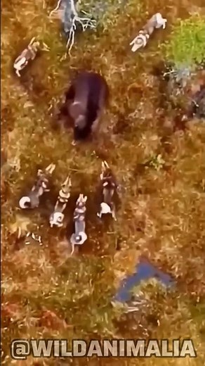 Bear vs Pack of Wolves: An Epic Battle for Survival