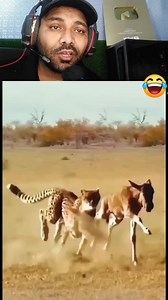 10M views · 126K reactions | Chita vs cow attack bache ka nikla paad #animals #tiger | Hayat Malik | Facebook