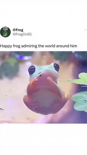 Frogs 🐸💚 on Instagram: "Frog is cute🥰🐸 #froglover #frog"