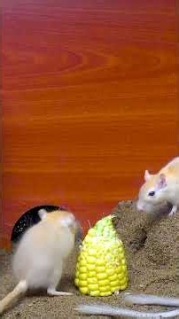 Cat TV 🐾 Mice Hide and Seek