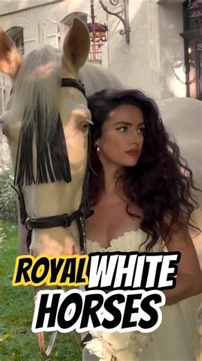 the white horses🐎 #animalfacts #whitdhorses #yt #shorts #horsefacts #facts #wildlife #royalhorse