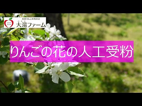 りんごの花の人工受粉