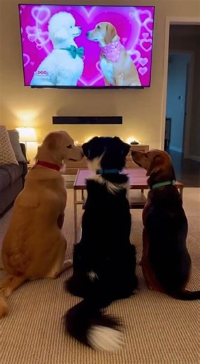 Busted Watching “Forbidden TV” — Dogs Panic Like Kids 😭