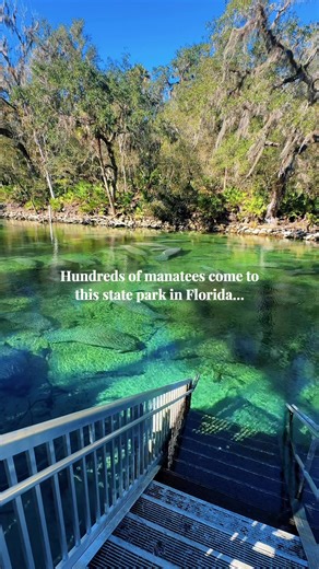 Witness Hundreds of Manatees at Blue Spring State Park