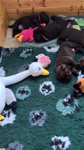 86 reactions · 13 comments | Quiet time xx | Lowereplabs Labradors | Facebook