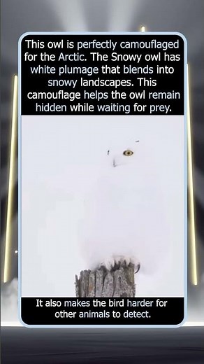 The Owl That Disappears in the Snow
