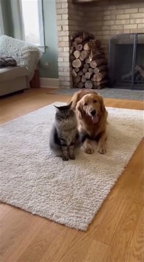 Excited Dog Meets Calm Exploding Cat: A Surprising Encounter