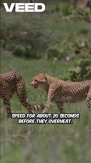 The Cheetah: Nature’s Fastest Hunter Explained in 30 Seconds!