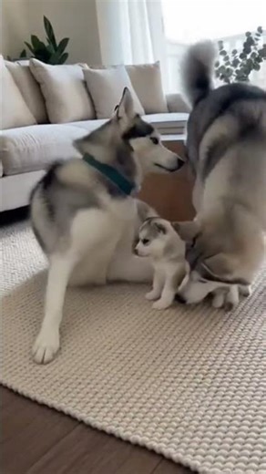 “Husky mom + dad + puppy = pure happiness 🐶🐺”
