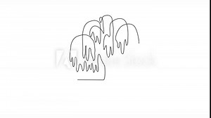 Animated self drawing of Willow tree video design illustration. Tree plant themes in simple linear style video design concept. Plant and nature education for students. Education design presentation.