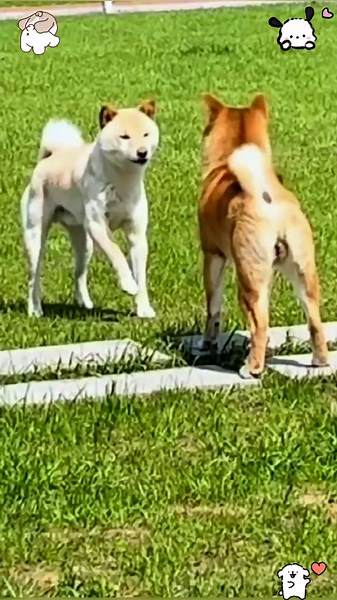 Hilarious Dog Fight That Will Make You Laugh