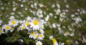Field of White Daisy Flowers in Springtime