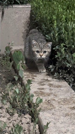 This Kitten Looks So Shocked! 😳🐱