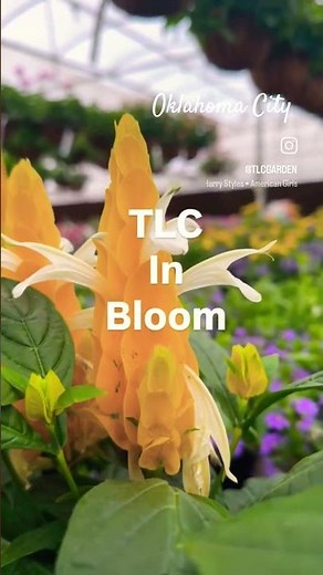 Everything is blooming at TLC in OKC… and it’s kind of magical ✨