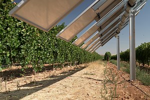 Solar Panels Create Micro-Climate To Save Vineyards In Spain