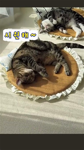 skansol 반려동물 여름 등나무 쿨매트 #반려동물 #고양이 #쿨매트