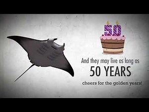 Manta Ray Facts | Marine Life in 45 Seconds