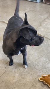 Meet Mulan. She’s a three year old female mixed breed. About 35 lbs. She is the sweetest girl. Has lots of energy but mellows down after a good walk. She loves her toys and treats. Super smart, she can sit and is house trained. Great with other dogs and kids. #norcalpetrescue#dogrescue #foster #adopt #rescuedog #secondchance #fostering #animaladvocate #adopt #dogrescue #fosteringsaveslives #savealife #shelter #adoption #foreverhome #spayandneuter #rescuedog #rescue #adoptdontshop #adoptme #rescu