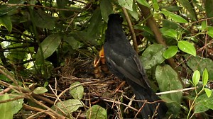 File:Male Turdus merula feeding chicks.ogv - Wikimedia Commons