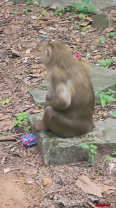 2.8K views · 50 reactions | lovely abandoned baby monkey #monkeys #monkey #abandonedmonkey #monkeywildlife | Baby Monkeys | Facebook