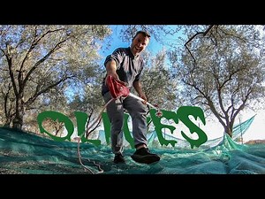 The best tool for olive picking