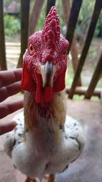 ayam jantan jinak #shorts #ayam