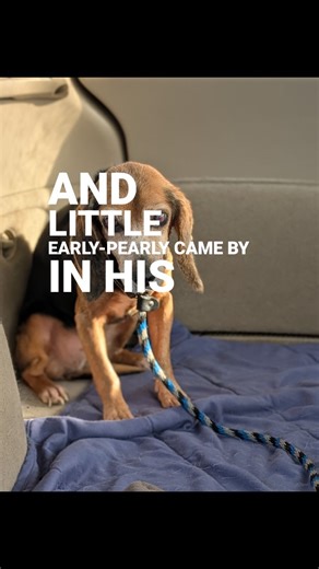 Who wants a Four-leaf Clover Actually, a four-legged one. Say hey to Clover. A blind, sweet beagle in dire need of a foster or a permanent home. She was examined today at Animal Eye Care of Richmond. She likely had an untreated eye infection that resulted in her blindness. She has dry eye disease. With the luck of a four-leaf clover along with some antibiotics, we hope her eyes will not need to be surgically removed. She is remarkably resilient and beautiful in every way. If you would like to me