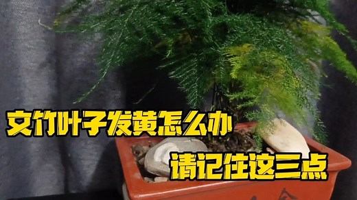 文竹叶子发黄怎么办？牢记这三点，轻松栽种文竹