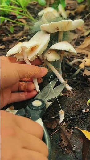 Wild Mushroom Harvesting: Precision Stem Snipping and Cluster Collection Technique 🍄✂️✨