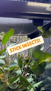 🍂STICK INSECTS🍂 Spiny Leaf Insects are back in store! Spinys are great pets to have for beginners or experienced pet owners as they are super low maintenance and have a fascinating lifecycle! They have a lifespan of 12-18 months, they can grow up to 20cm in length and feed mainly on Eucalyptus leaves! 🍃 Did you know💭 Spiny Leaf Insects are Parthenogenetic, meaning the females are capable of reproducing by themselves if there are no males around! They lay eggs daily which incubate in substrat