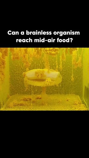 Slime Mold Navigates 3D Obstacle Course