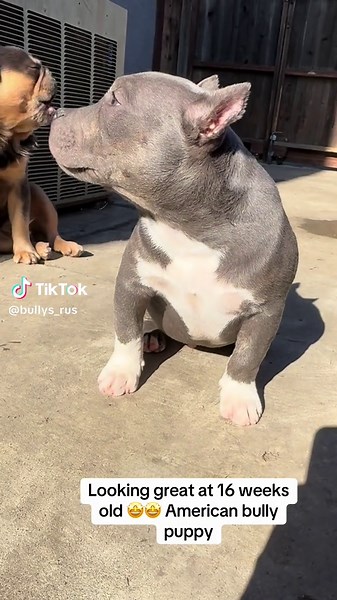 The muscles on this boy are crazy a perfect standard American bully structure with amazing temperament/personality 🤩🤩🔥🔥