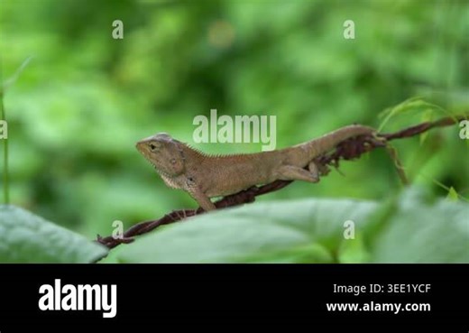 Close-up of a lizard resting on a branch, representing wildlife, nature, reptile behavior, and natural environment in an outdoor setting Stock Video Footage - Alamy