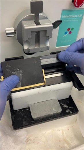 Cutting onion on the microtome!