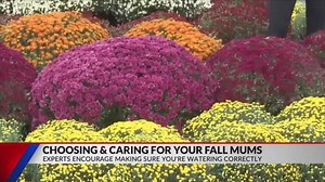Guide to Vibrant Fall Mums: How to select and care for fall mums